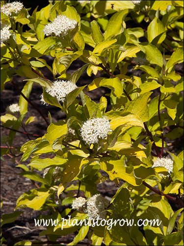 The white floral inflorescence is somewhat lost in the yellow foliage but still a nice feature. (May 9)
